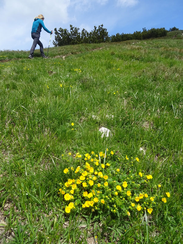 Cima Marzola, quota 1738 e quota 1736 m.